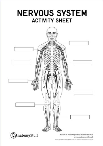 Nervous System Anatomy Activity Sheet PDF