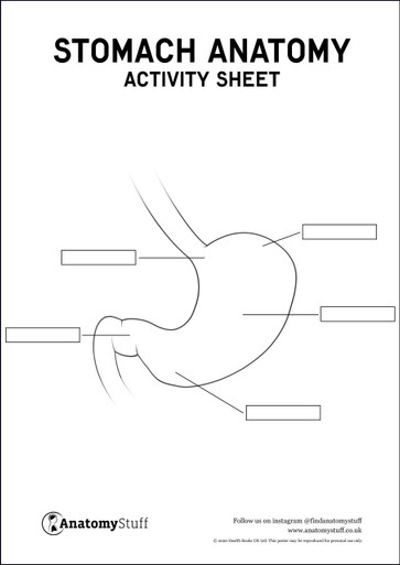 Stomach Anatomy Activity Sheet PDF