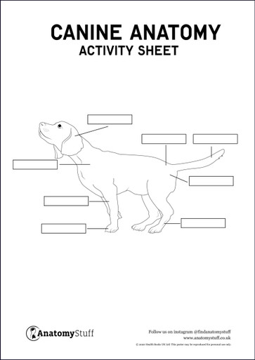 Canine Anatomy Activity Sheet PDF