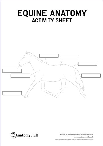 Equine Anatomy Activity Sheet PDF