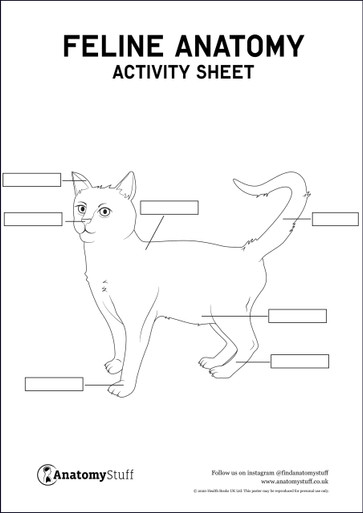Feline Anatomy Activity Sheet PDF