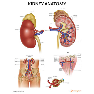 Kidney Anatomy Chart / Poster - Laminated