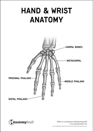 Hand & Wrist Anatomy Poster PDF