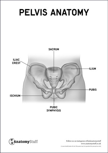 Pelvis Anatomy Poster PDF