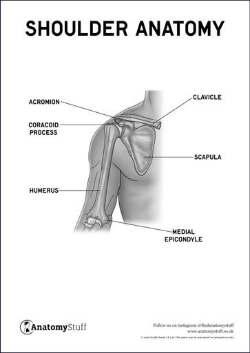 Shoulder Anatomy Poster PDF