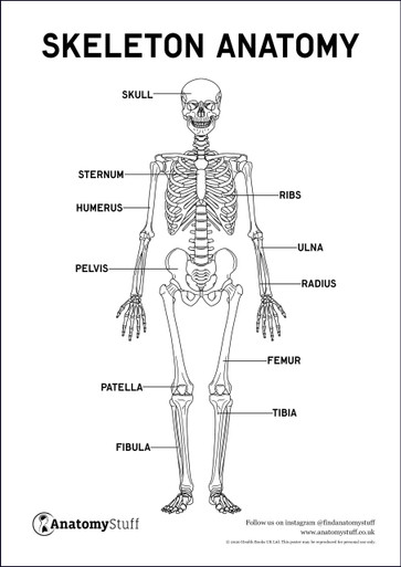 Skeleton Anatomy Poster PDF