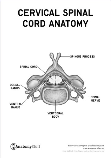 Cervical Spinal Cord Anatomy Poster PDF