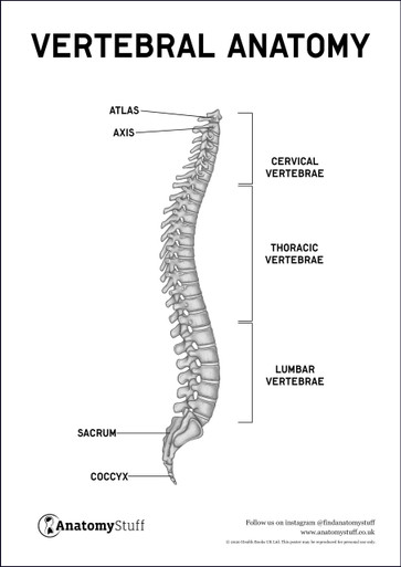 vertebral column diagram labeled