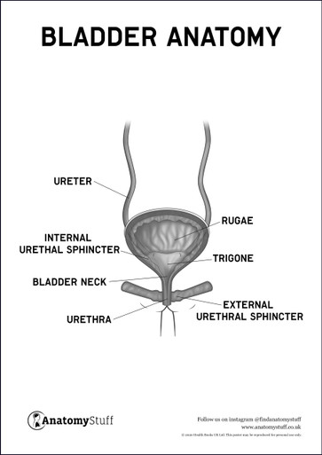 Bladder Anatomy Poster PDF