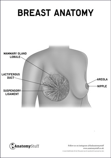 Medical Infographic Cross Section of Female Breast. Anatomy of Woman Chest.  Mammary Gland. Information Card Stock Vector - Illustration of diagram,  milk: 220970355