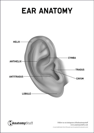 external ear anatomy diagram