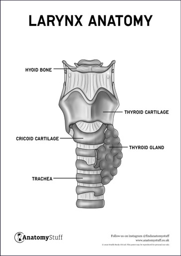 Throat Anatomy Poster PDF