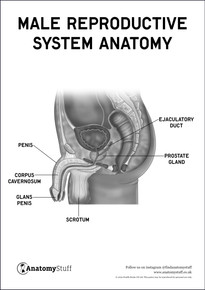 Male Reproductive System Anatomy Poster PDF