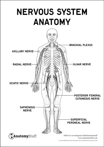 Nervous System Anatomy Poster PDF