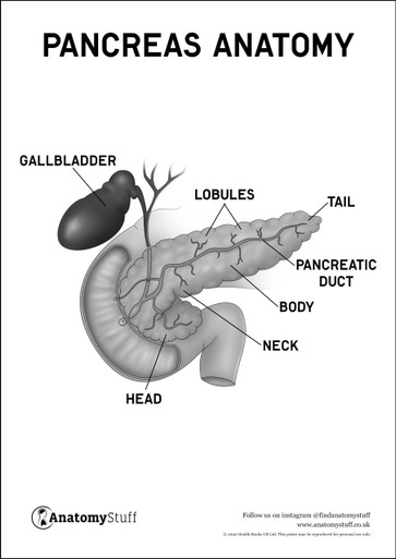 Pancreas Anatomy Poster PDF