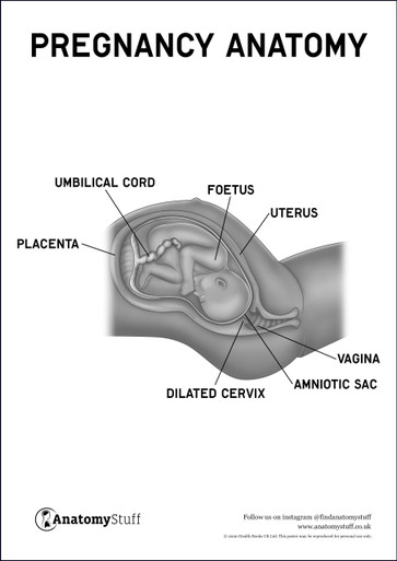 Pregnancy Anatomy Poster PDF