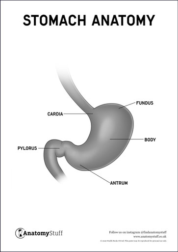 Stomach Anatomy Poster PDF