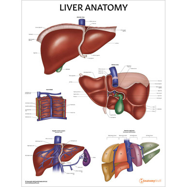 Liver Anatomy Chart / Poster - Laminated