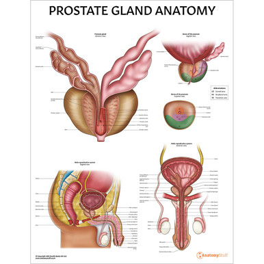 Prostate Anatomy Chart / Poster - Laminated
