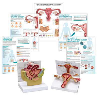 Female Reproductive System Anatomy & Pathology Collection