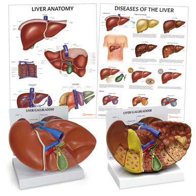 anatomy of liver and gallbladder