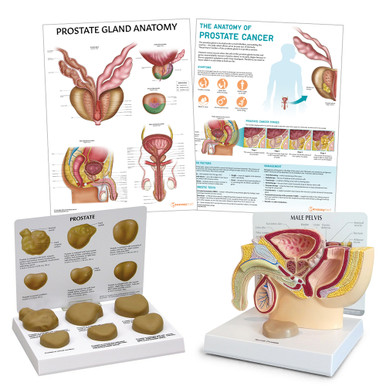 Prostate Anatomy & Pathology Collection