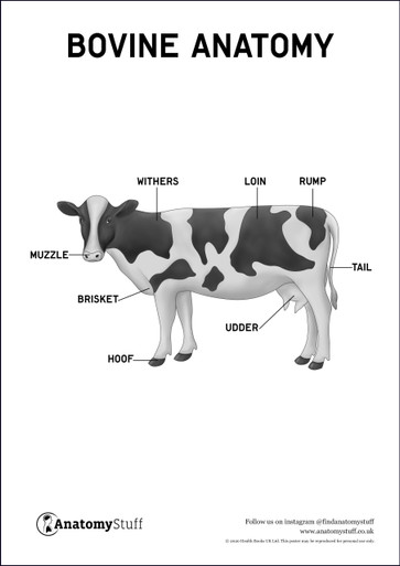 Bovine Anatomy Poster PDF