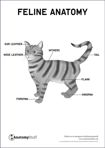 Feline Anatomy Poster PDF