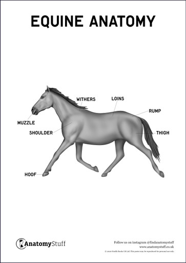 Anatomical Terms for Equine (Horse) Diagram