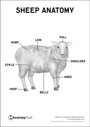 Sheep Anatomy Poster PDF