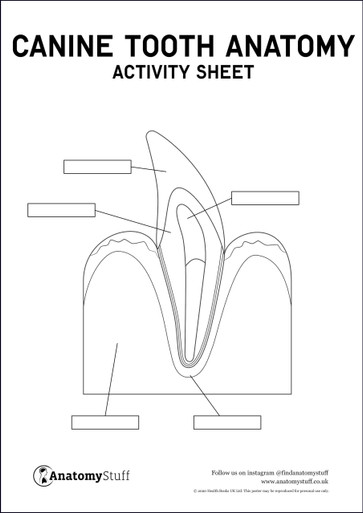 Canine Dental Anatomy Activity Sheet PDF