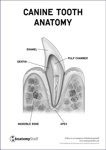 teeth anatomy canine