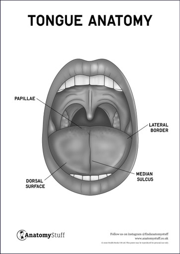 tongue anatomy diagram