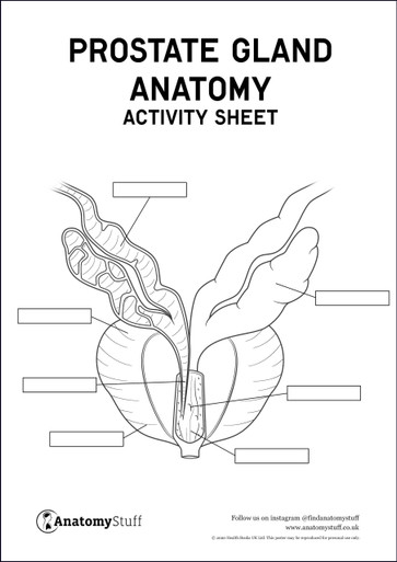 Prostate Gland Anatomy Activity Sheet PDF