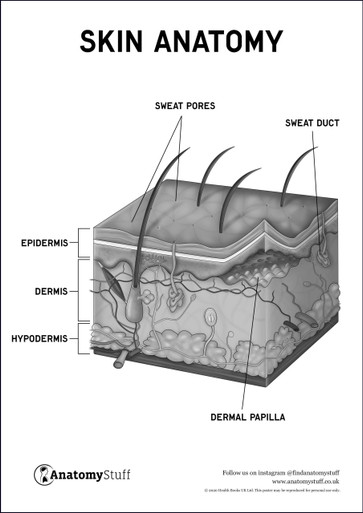 Skin Anatomy Poster PDF