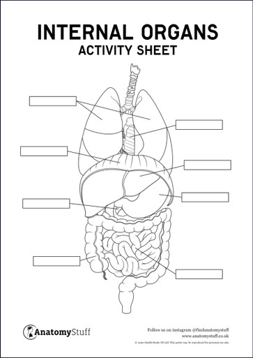 Internal Organs Activity Sheet PDF