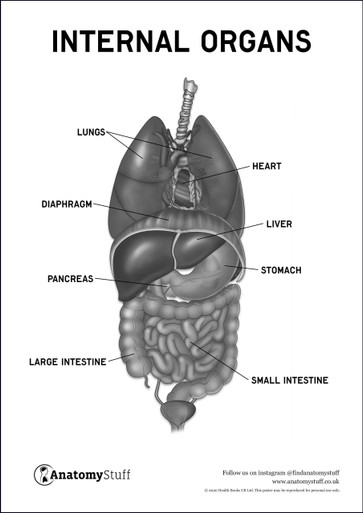 Internal Organs, Human Organs & their Functions