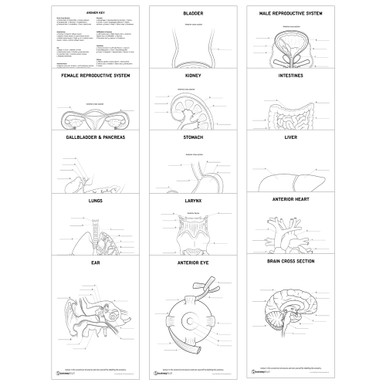 Internal Organs Revision Pack (Printable PDFs)