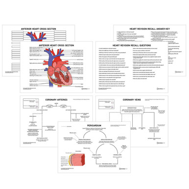 Heart Anatomy Revision Worksheets (Interactive & Printable PDFs)