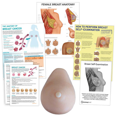 Female Breast Anatomy - Blood Supply & Mammary Glands