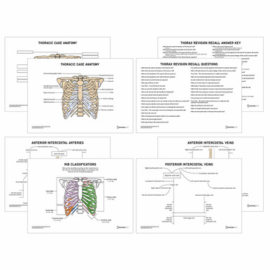 Thorax Anatomy Revision Worksheets (Interactive & Printable PDFs)