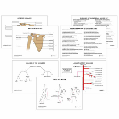 Shoulder Anatomy Revision Worksheets (Interactive & Printable PDFs)