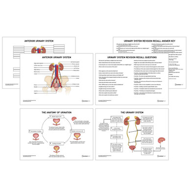 Urinary System Anatomy Revision Worksheets (Interactive & Printable PDFs)