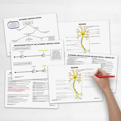 Autonomic Nervous System Anatomy Revision Worksheets (Interactive & Printable PDFs)