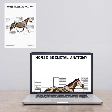 Horse Skeletal Anatomy (Interactive & Printable PDF)