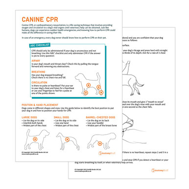 Canine CPR Pet Owner Education Handout (Printable PDF)