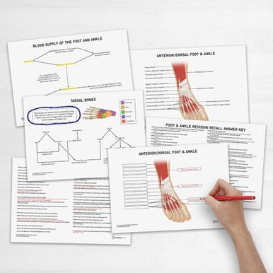 Foot & Ankle Anatomy Revision Worksheets (Interactive & Printable PDFs)