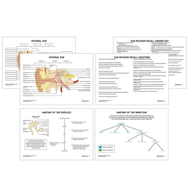Ear Anatomy Revision Worksheets (Interactive & Printable PDFs)