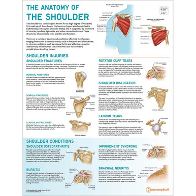 The Anatomy of The Shoulder Chart | Injuries & Conditions Poster