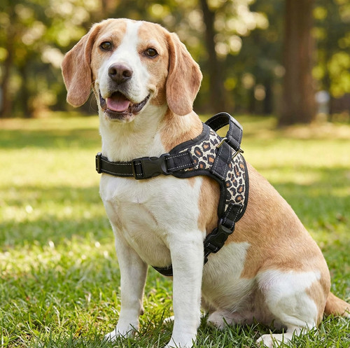 Happy Beagle sitting outdoors on grass, wearing the leopard print no-pull dog harness with a top control handle, metal D-ring, and reflective safety stitching.